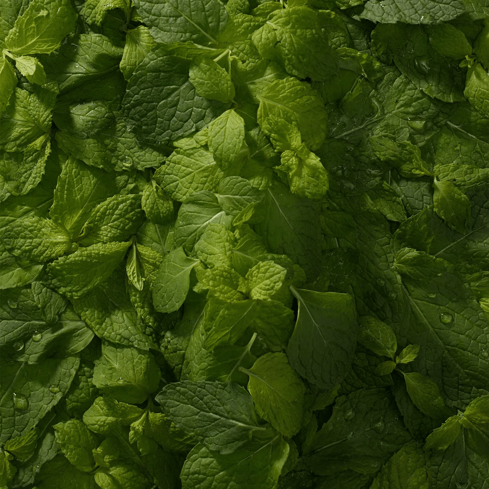 Ela Mint n-Ha Toothpaste